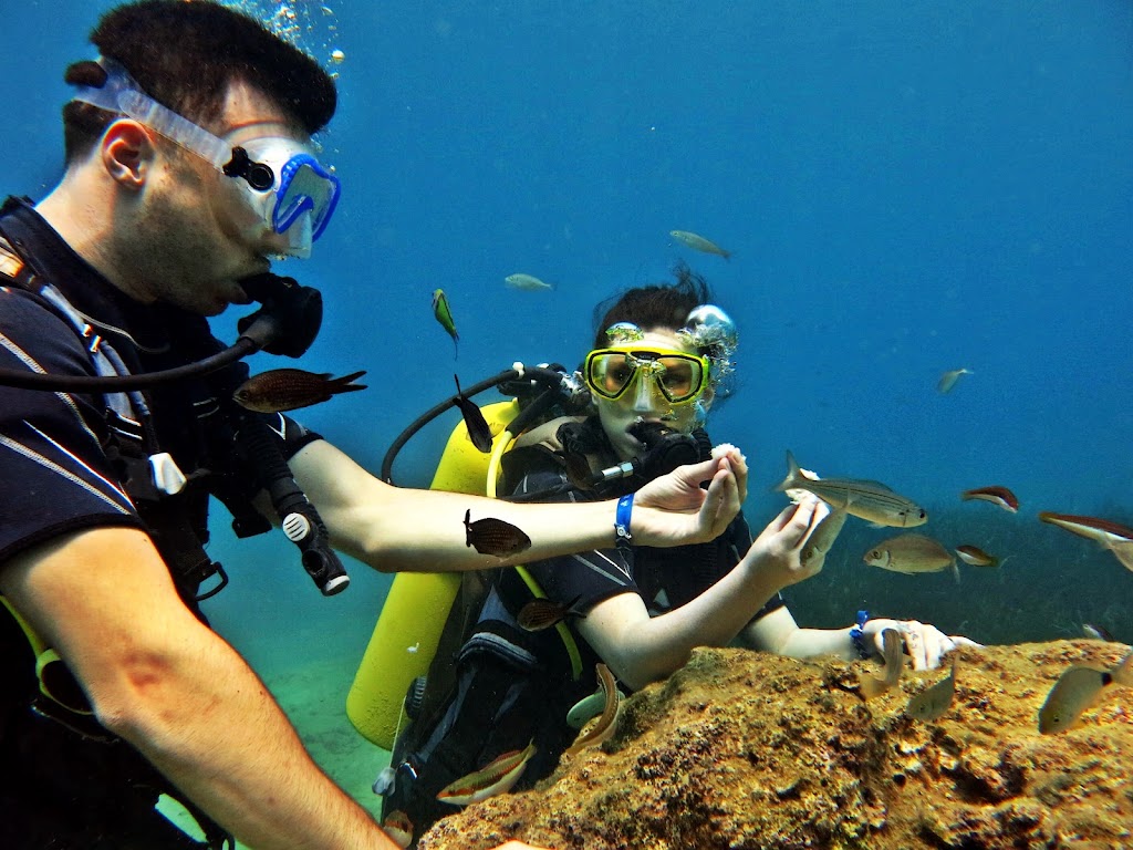Scuba Turtle Diving School