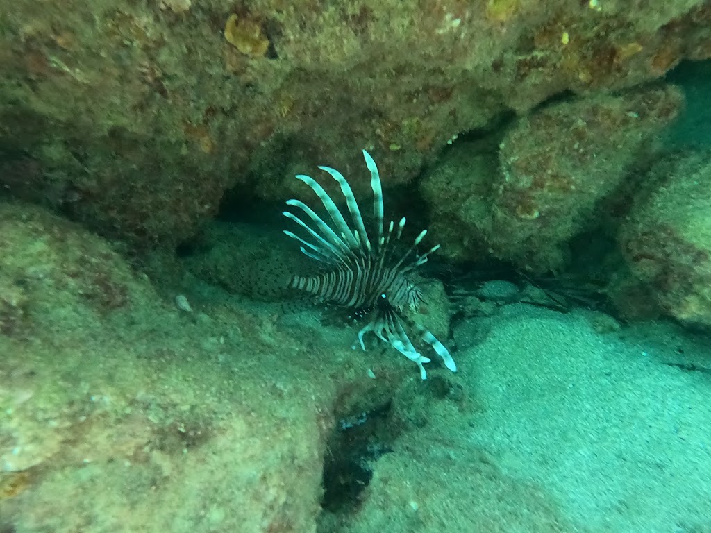Scuba Turtle Diving School