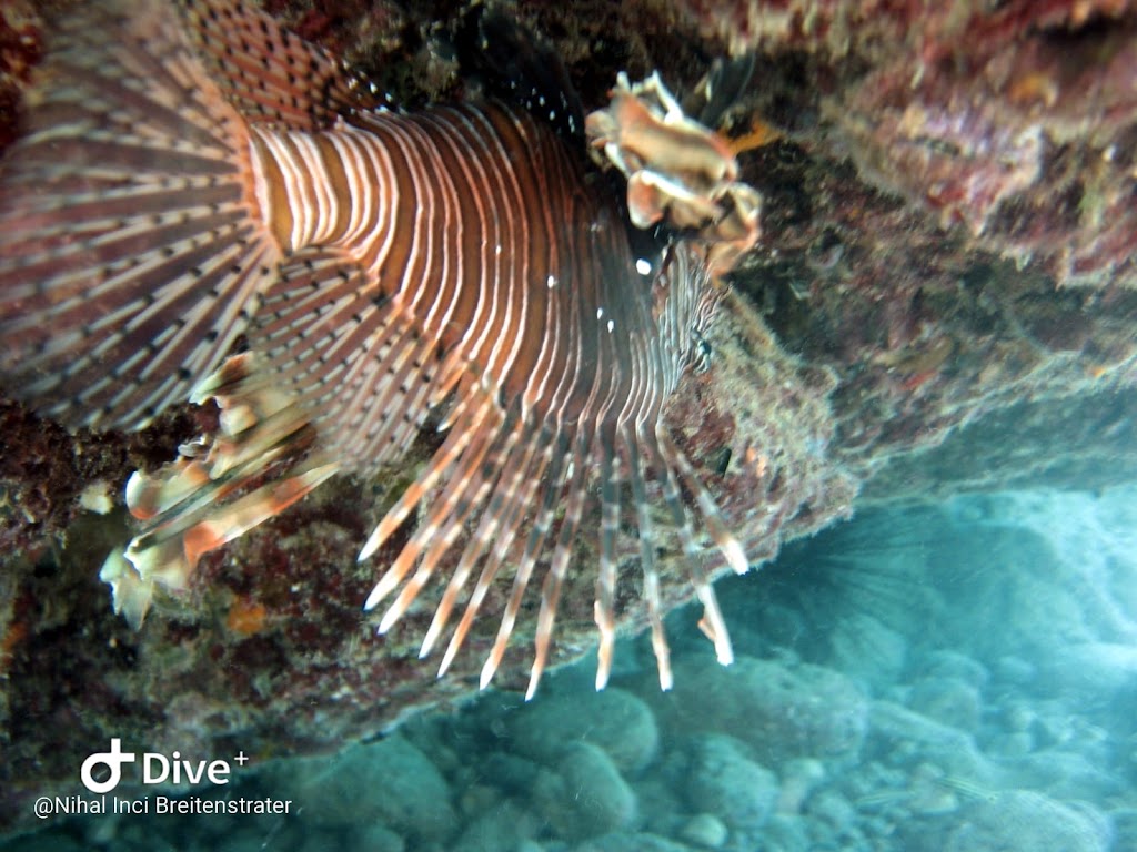 Pearl Diving Center | Since 1999