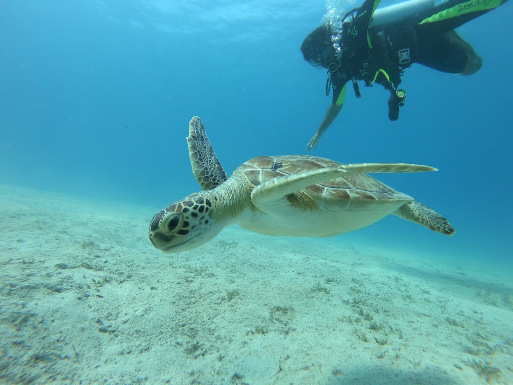 Orfoz Diving