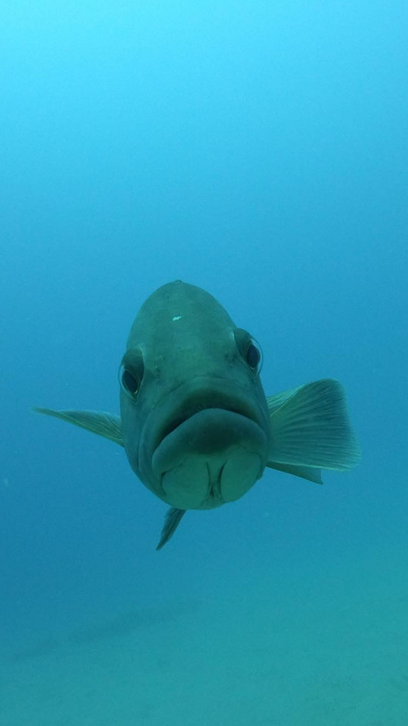 Orfoz Diving