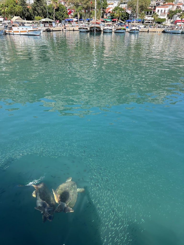 Deephumans KAŞ Freediving School