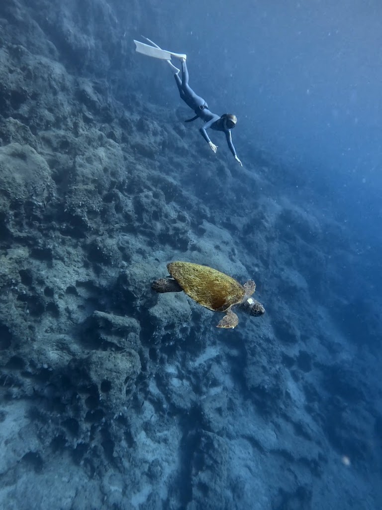 Freedive Cosmos | Molchanovs Freediving School