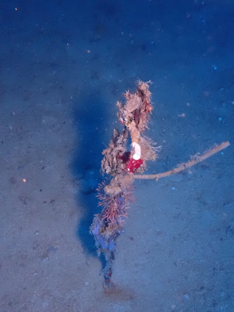 Kekova Blue Diving Daliş Merkezi