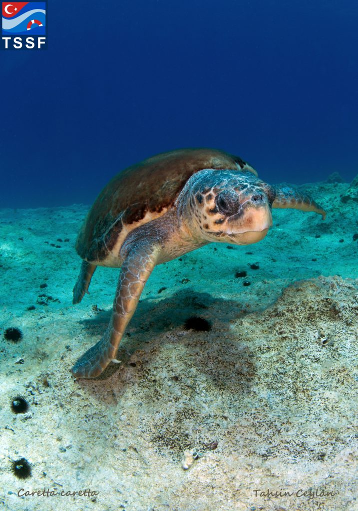 Derin Deniz Diving Center