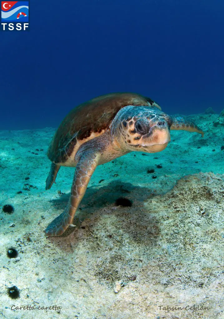 Derin Deniz Diving Center