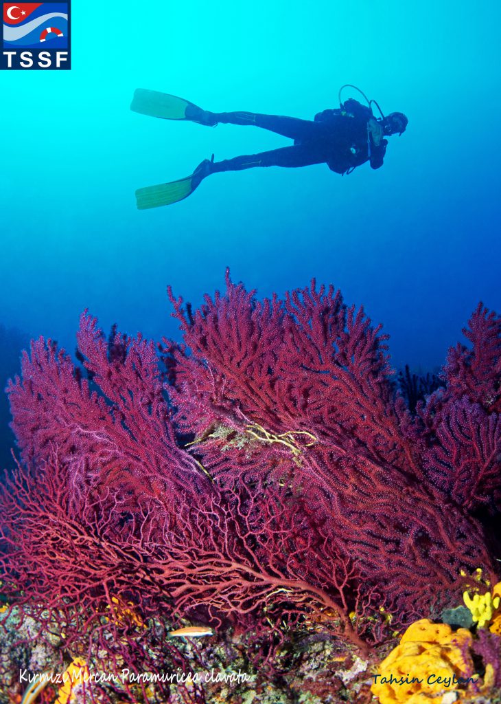 Derin Deniz Diving Center