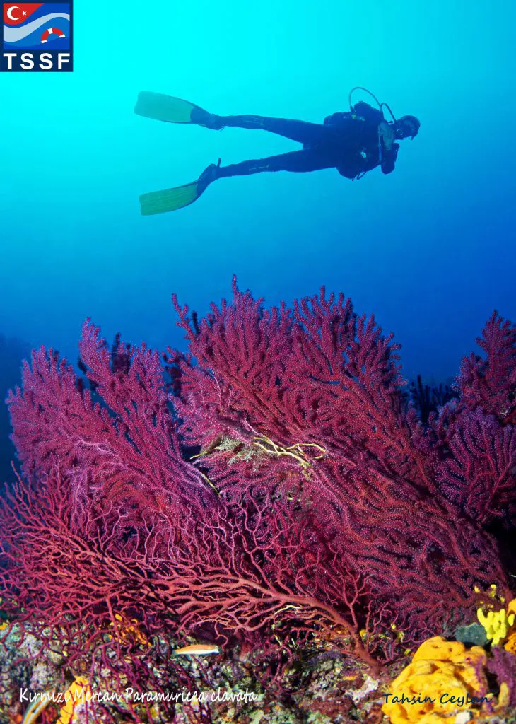 Derin Deniz Diving Center