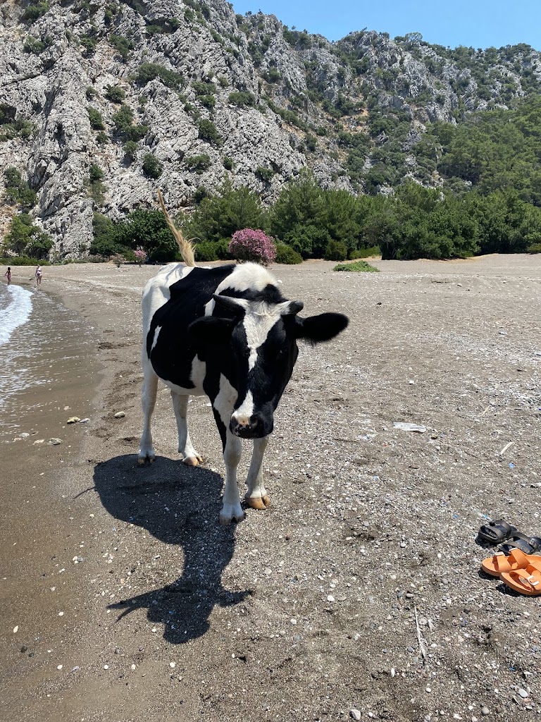 Gülperi Sultan