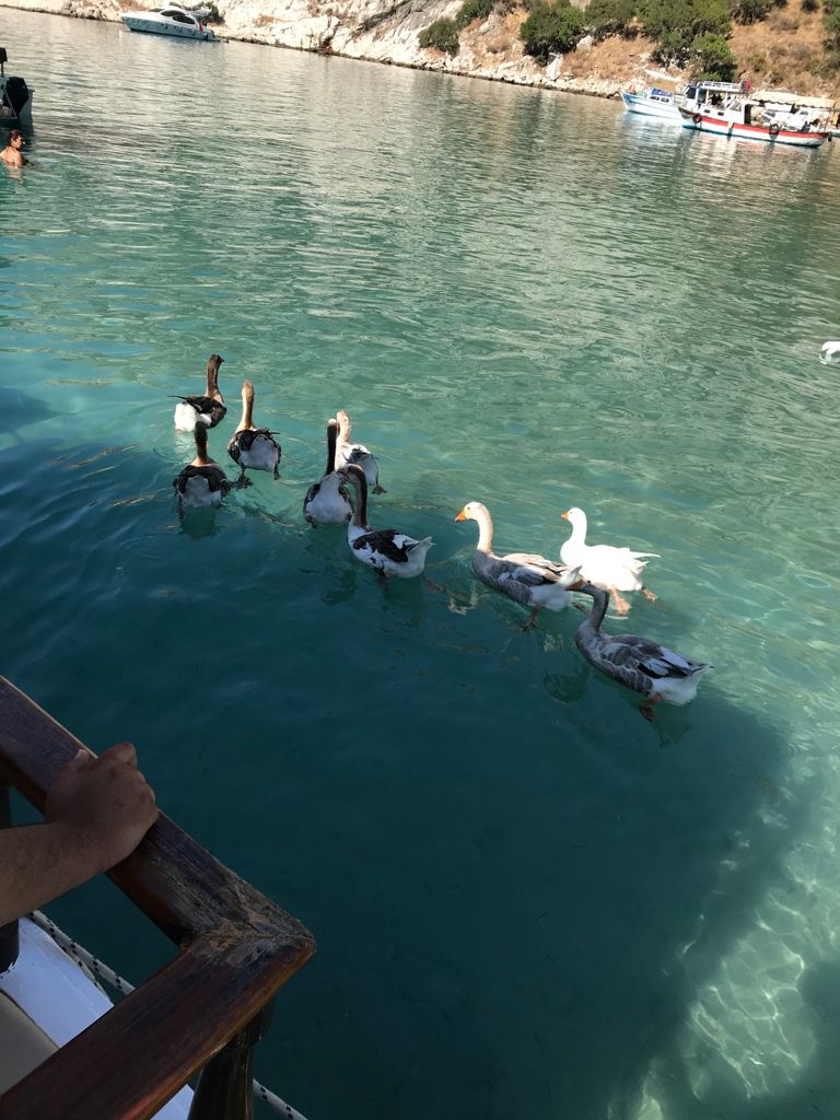 Kuzey Yıldızı