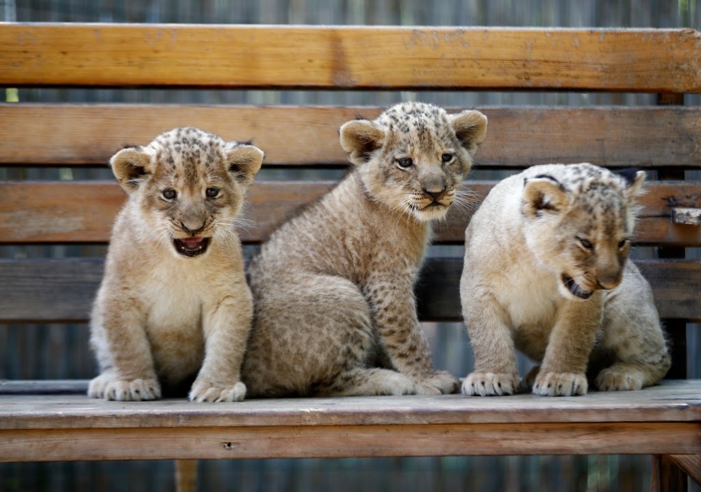 Land OF Lions